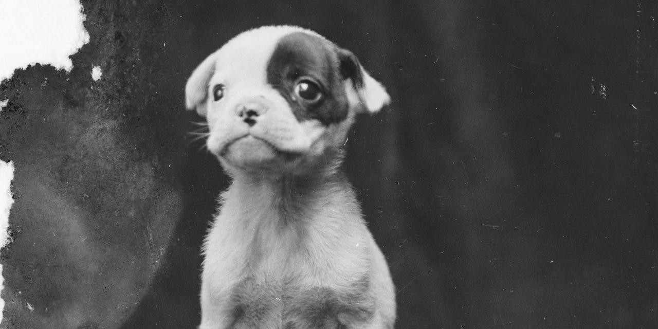 Fotografi af en lille hundehvalp.