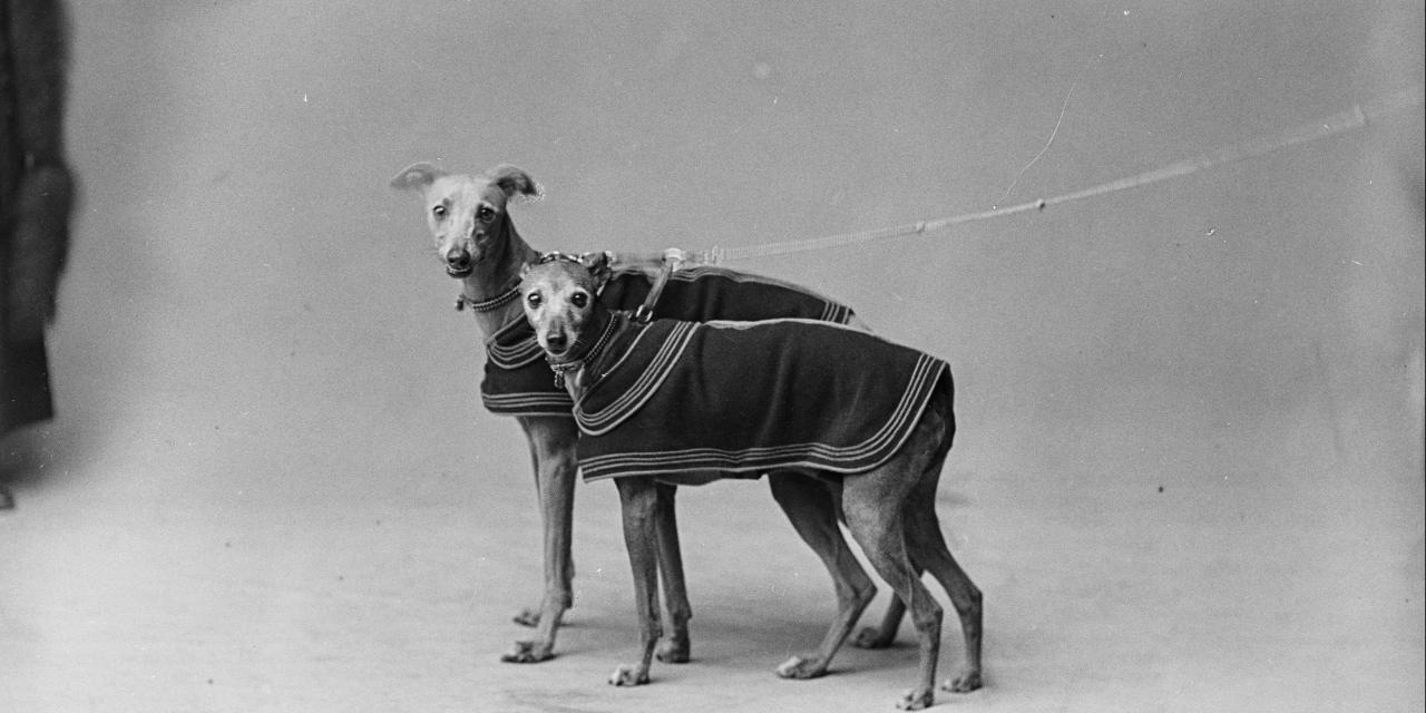 Fotografi af 2 hunde i snor.