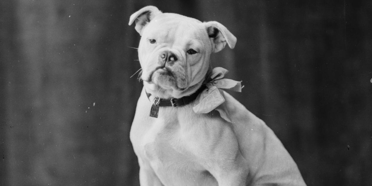 Fotografi af en hund med en sløjfe om halsen.