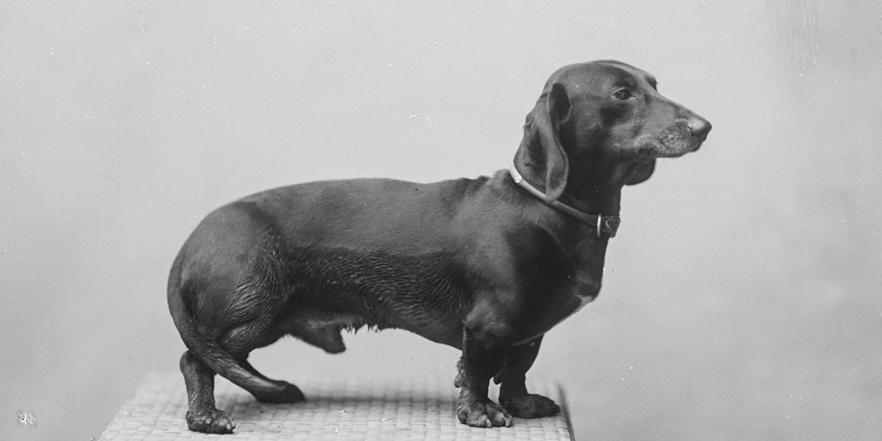 Fotografi af en gravhund fra siden.