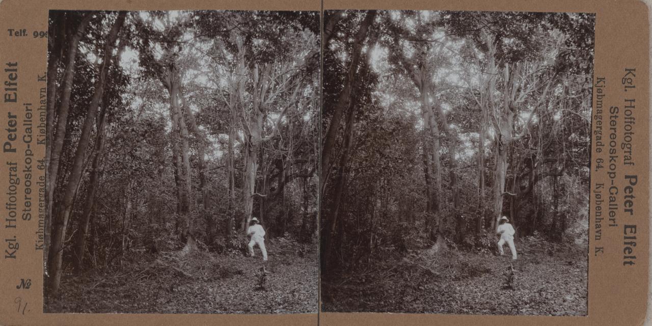 Mand i tropehjelm står i en vestindisk skov