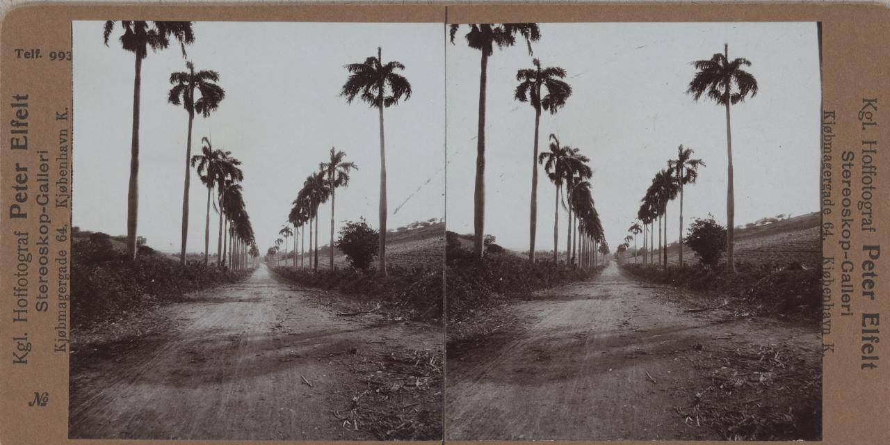 Palmetræer i Dansk Vestindien