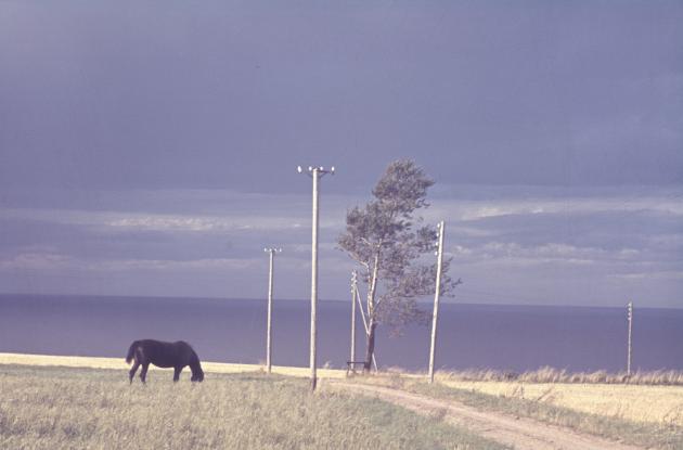 Older photo of horse in field