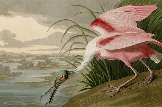 John James Audubon Roseate
