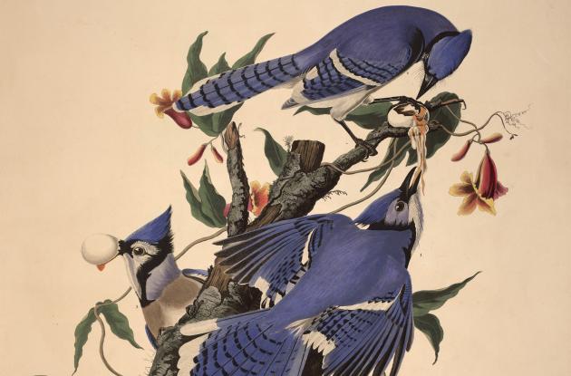 Blue jays from Birds of America