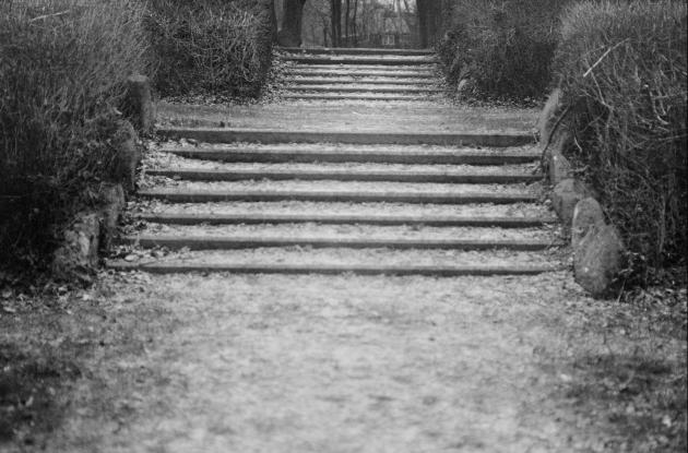 Black and white picture of stairs with bushes