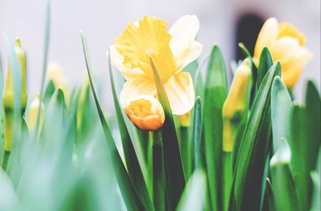 Four daffodils