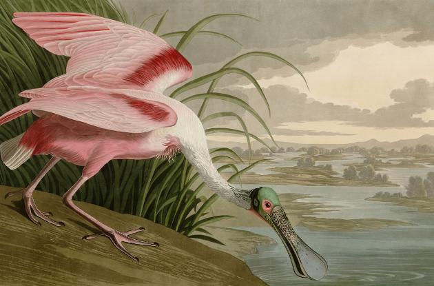 roseate spoonbill tegning