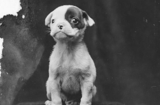 Fotografi af en lille hundehvalp.