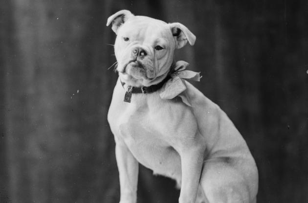 Fotografi af en hund med en sløjfe om halsen.