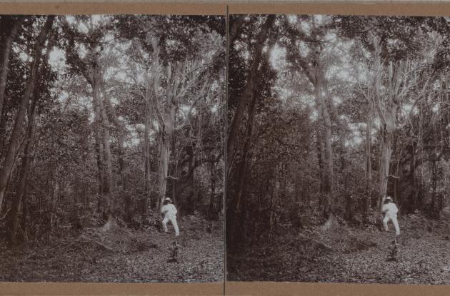Mand i tropehjelm står i en vestindisk skov