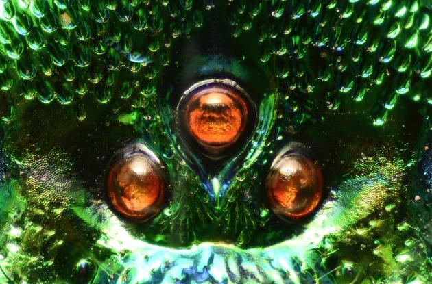 "Orchid Cuckoo Bee".