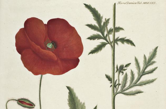 Flora Danica | kb.dk