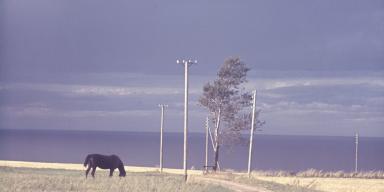 Ældre foto af hest på mark