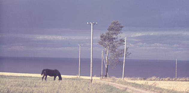 Older photo of horse in field