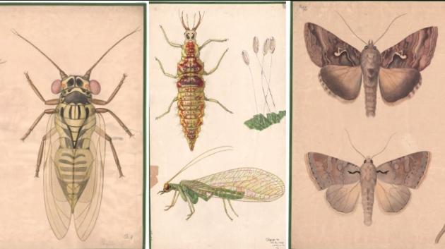 Tegninger af forskellige insekter