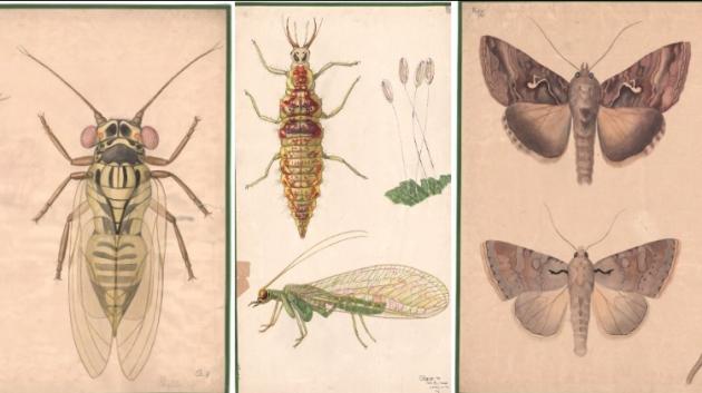 Drawings of various insects