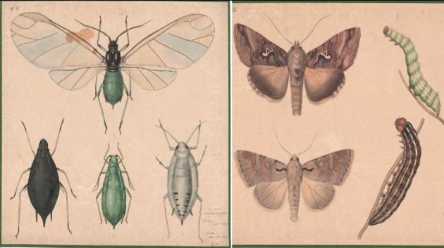 Drawings of various insects