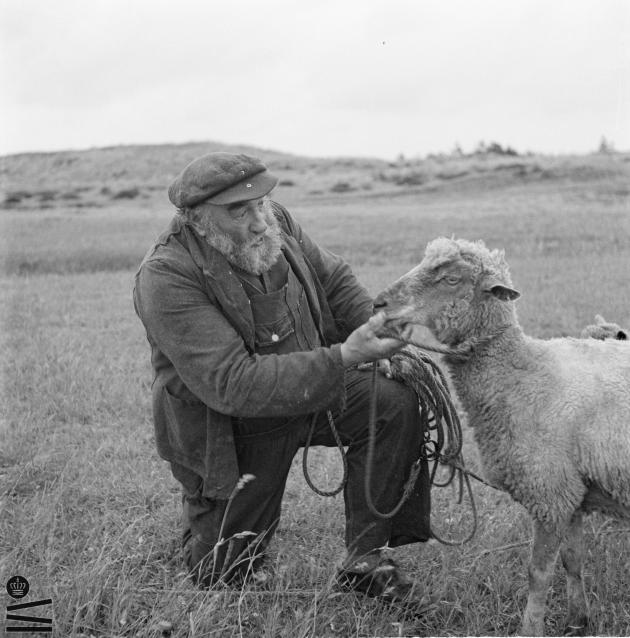 Farmer sitting with sheep in the grass