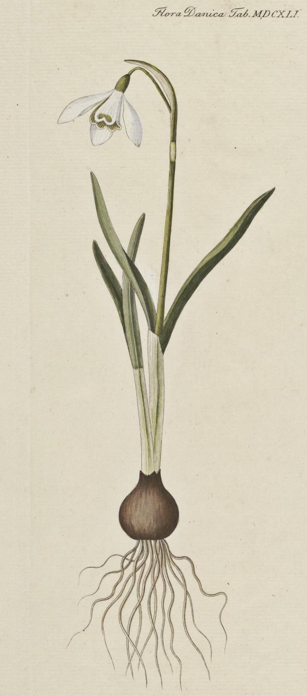 Illustration of a snowdrop from Flora Danica