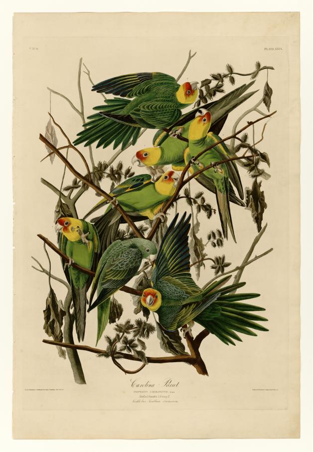 Illustration of birds with green, yellow and red plumage.