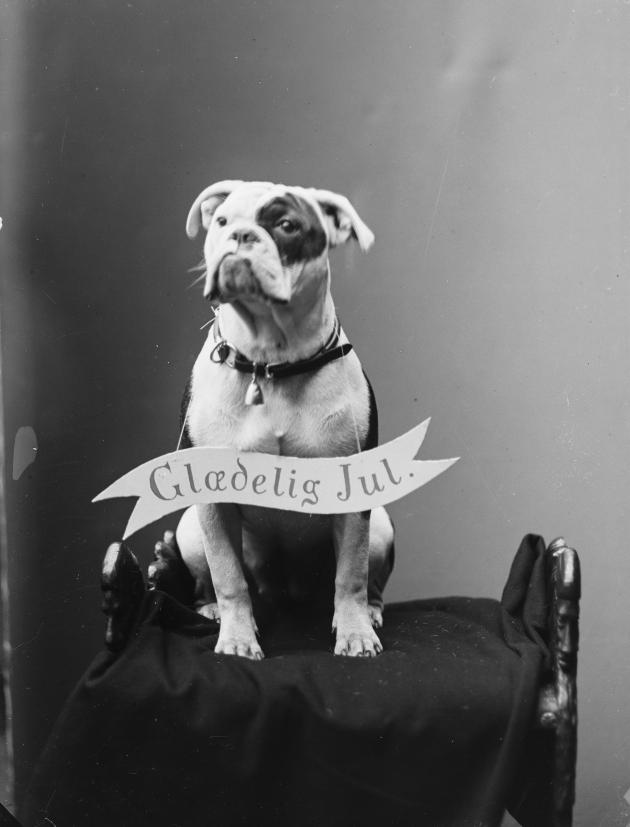 Fotografi af en hund med et skilt om halsen, hvor der står "Glædelig jul".