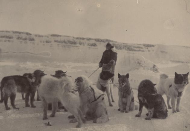 Photograph of an expedition member with a pack of sled dogs in a snowy landscape.