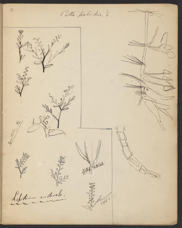 J.P. Jacobsens naturvidenskabelige skitser af planter