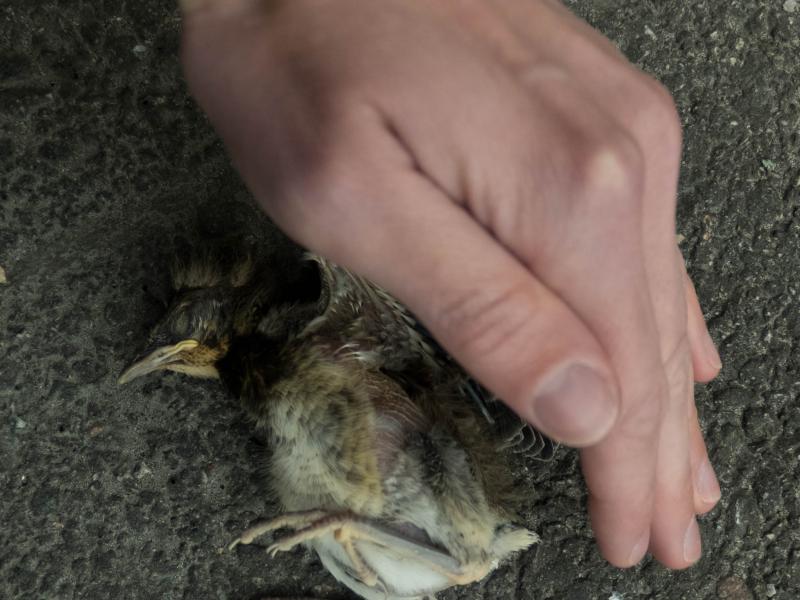 En hånd omkredser en død fugleunge på jorden