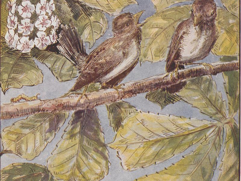 Håndtegnet forside til Illum Katalog, 1924. Illustrationen viser to små fugle siddende i et træ.