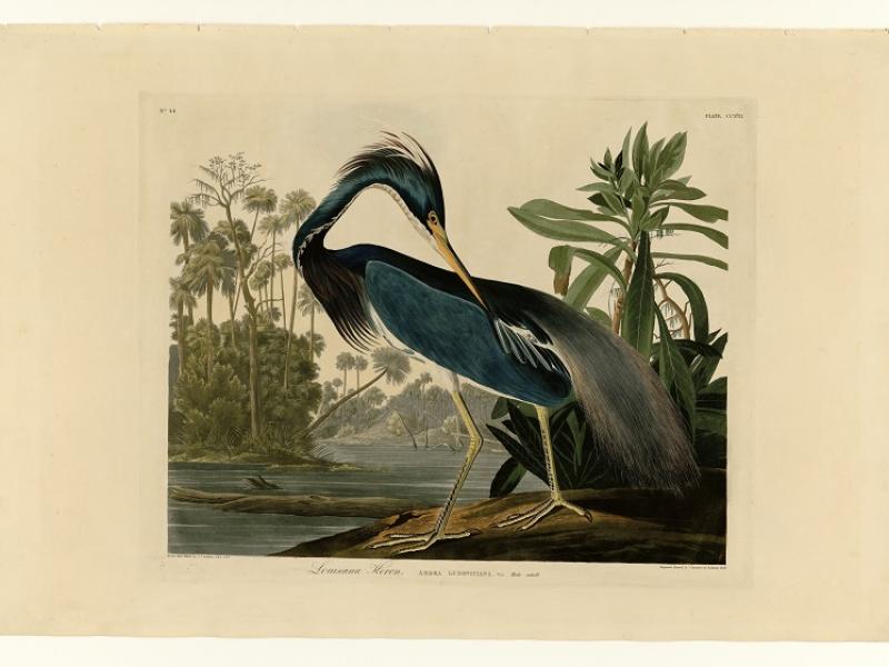 Illustration af stor fugl med blålig fjerdragt