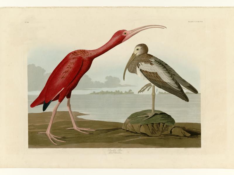 Illustration af en stor fugl med lyserød fjerdragt og en fugl med grålige nuancer