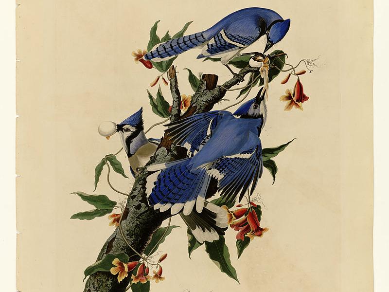 Illustration af to fugle i blå fjerdragter