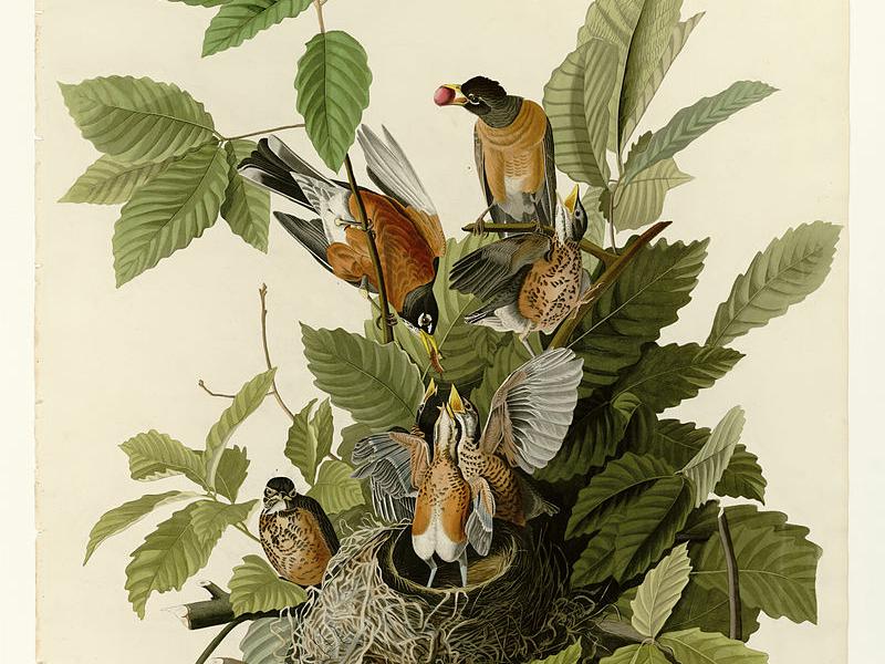 Illustration af fugle med brune fjerdragter