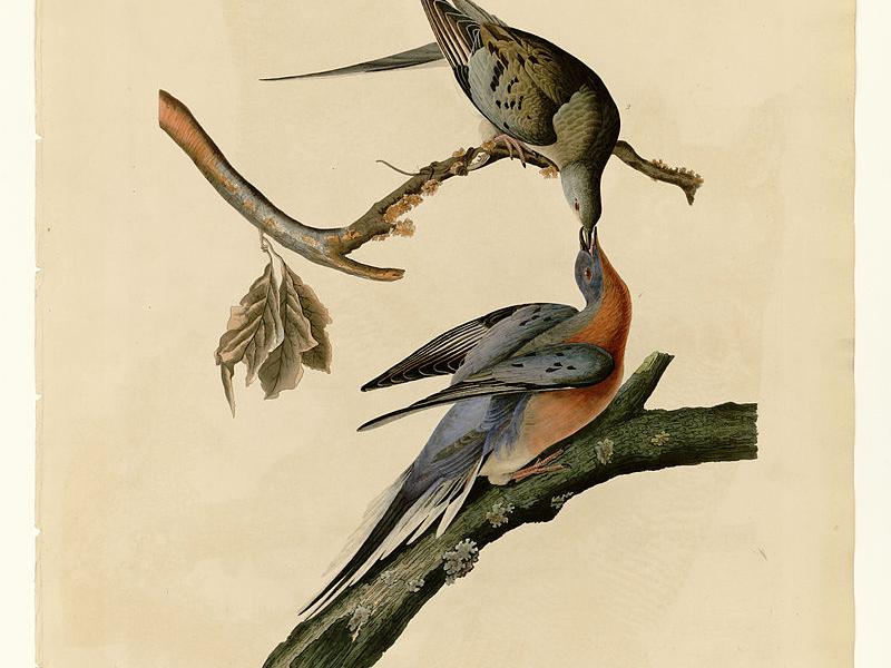 Illustration af to grålige fugle med rødlige halse