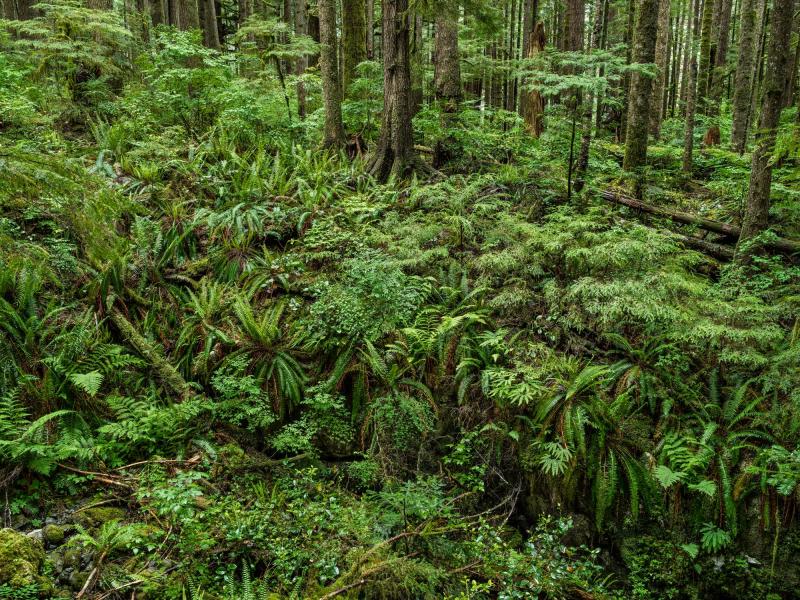 Fotografi af plantage i Canada