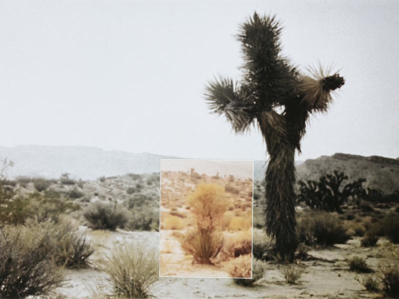 Stig Brøgger: Buske, Nevada (1969)