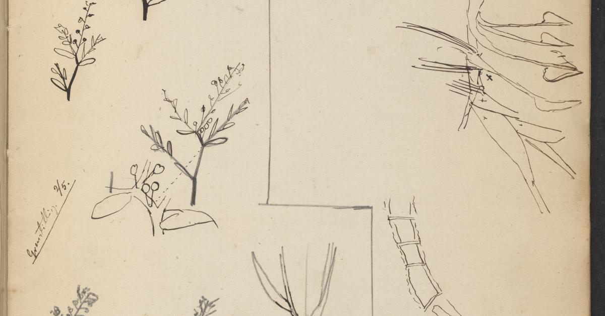 J.P. Jacobsens naturvidenskabelige skitser af planter