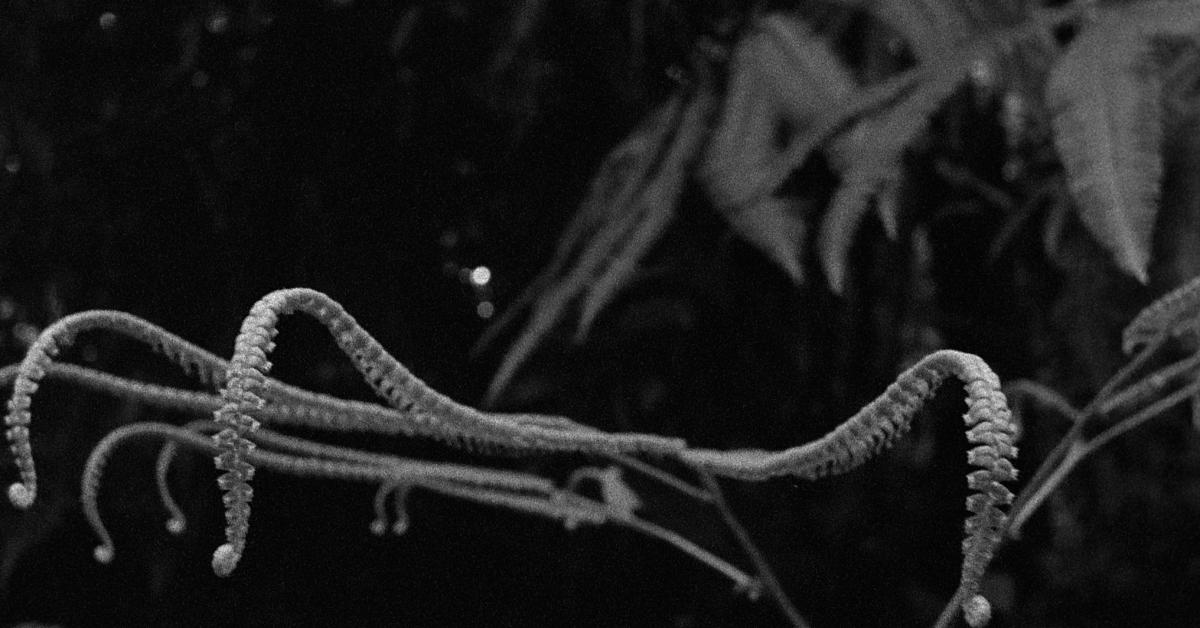 Stillbillede fra Pia Rönickes digitale video Word for Forest 